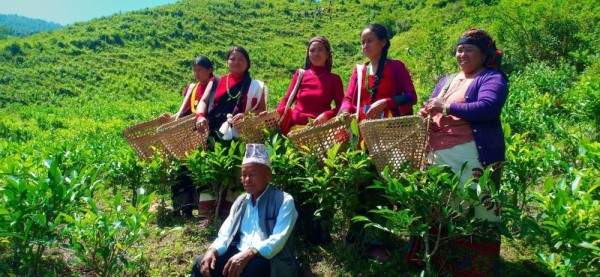 नयाँ मुना पलाएपछि शुरू भयो चियाको पहिलो टिपाइ